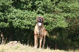 DOGUE ALLEMAND 958